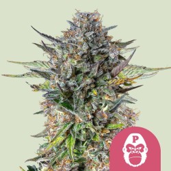 PINK GORILLA · Royal Queen Seeds · semillas de marihuana · Fem