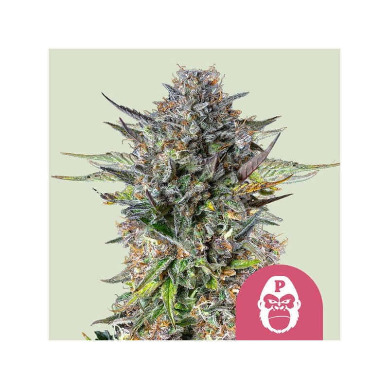 PINK GORILLA · Royal Queen Seeds · cannabis seeds · Fem
