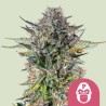PINK GORILLA · Royal Queen Seeds · semillas de marihuana · Fem