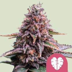 PINK MIST · Royal Queen Seeds · semi di canapa indiana · Fem