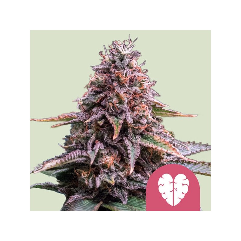 PINK MIST · Royal Queen Seeds · cannabis seeds · Fem