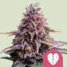 PINK MIST · Royal Queen Seeds · semillas de marihuana · Fem