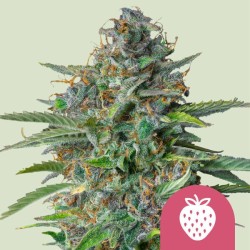 STRAWBERRY COUGH · Royal Queen Seeds · cannabis seeds · Fem