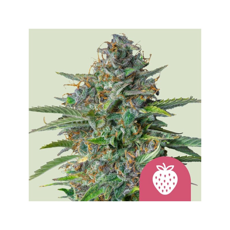 STRAWBERRY COUGH · Royal Queen Seeds · semillas de marihuana · Fem