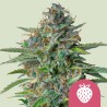 STRAWBERRY COUGH · Royal Queen Seeds · semillas de marihuana · Fem