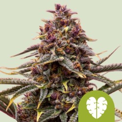 PINK MIST AUTO · Royal Queen Seeds · semillas de marihuana · AutoFem