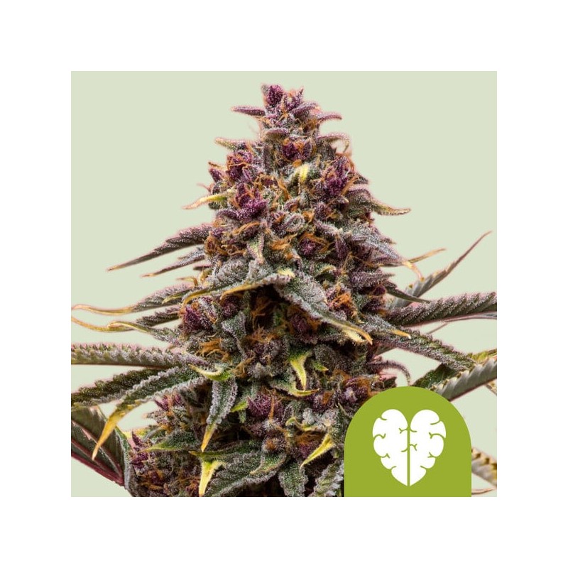 PINK MIST AUTO · Royal Queen Seeds · semillas de marihuana · AutoFem
