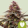 PINK MIST AUTO · Royal Queen Seeds · cannabis seeds · AutoFem