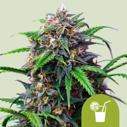 PURPLE LEMONADE AUTO · Royal Queen Seeds · semi di canapa indiana · AutoFem
