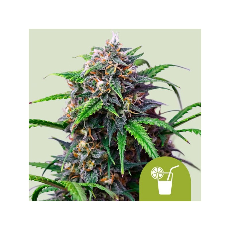 PURPLE LEMONADE AUTO · Royal Queen Seeds · cannabis seeds · AutoFem