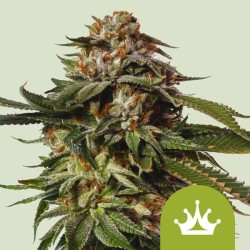 SPECIAL QUEEN 1 AUTO · Royal Queen Seeds · semillas de marihuana · AutoFem