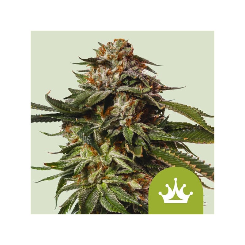 SPECIAL QUEEN 1 AUTO · Royal Queen Seeds · semillas de marihuana · AutoFem
