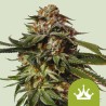 SPECIAL QUEEN 1 AUTO · Royal Queen Seeds · semillas de marihuana · AutoFem
