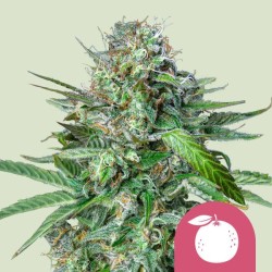 TANGIE · Royal Queen Seeds · semillas de marihuana · Fem