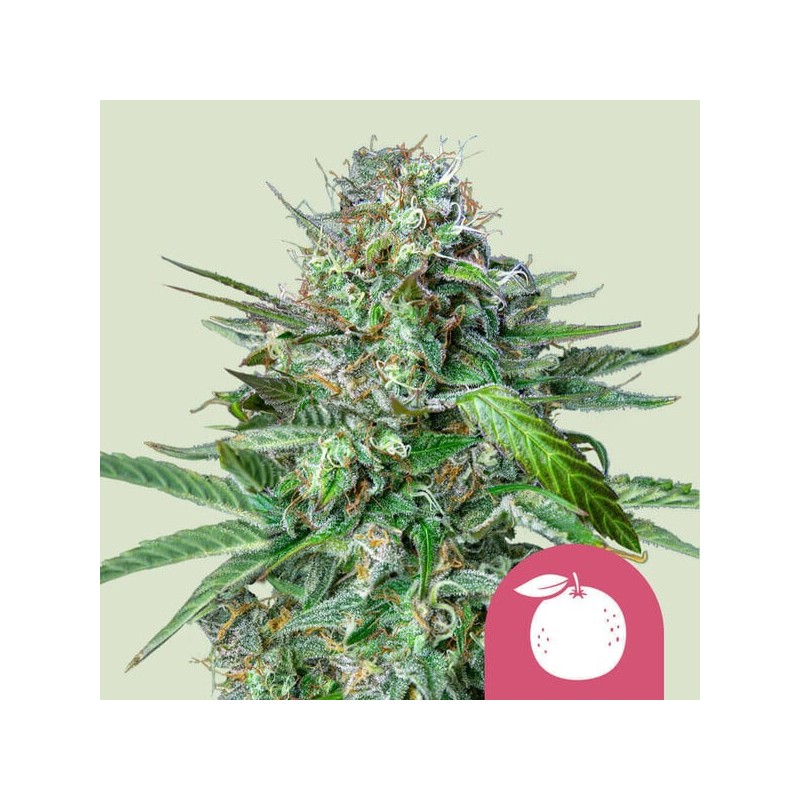 TANGIE · Royal Queen Seeds · semi di canapa indiana · Fem