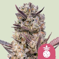 TROPICANA COOKIES PURPLE · Royal Queen Seeds · semi di canapa indiana · Fem