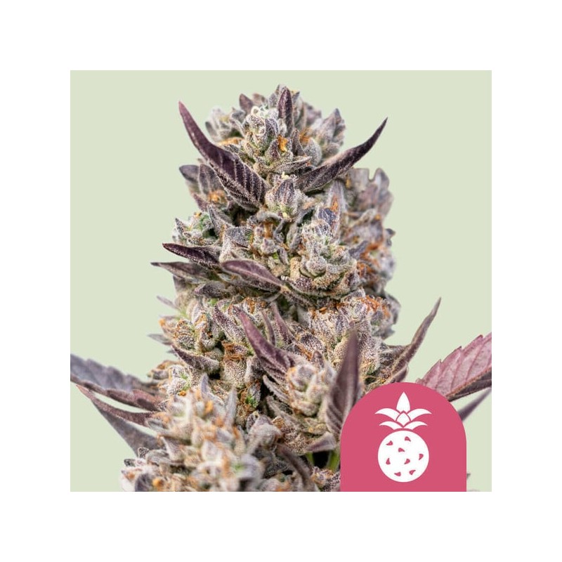 TROPICANA COOKIES PURPLE · Royal Queen Seeds · semillas de marihuana · Fem