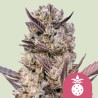TROPICANA COOKIES PURPLE · Royal Queen Seeds · semi di canapa indiana · Fem