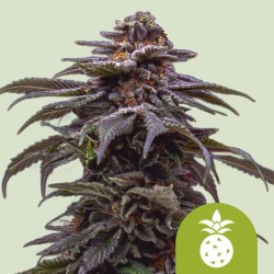 TROPICANA COOKIES PURPLE AUTO · Royal Queen Seeds · cannabis seeds · AutoFem