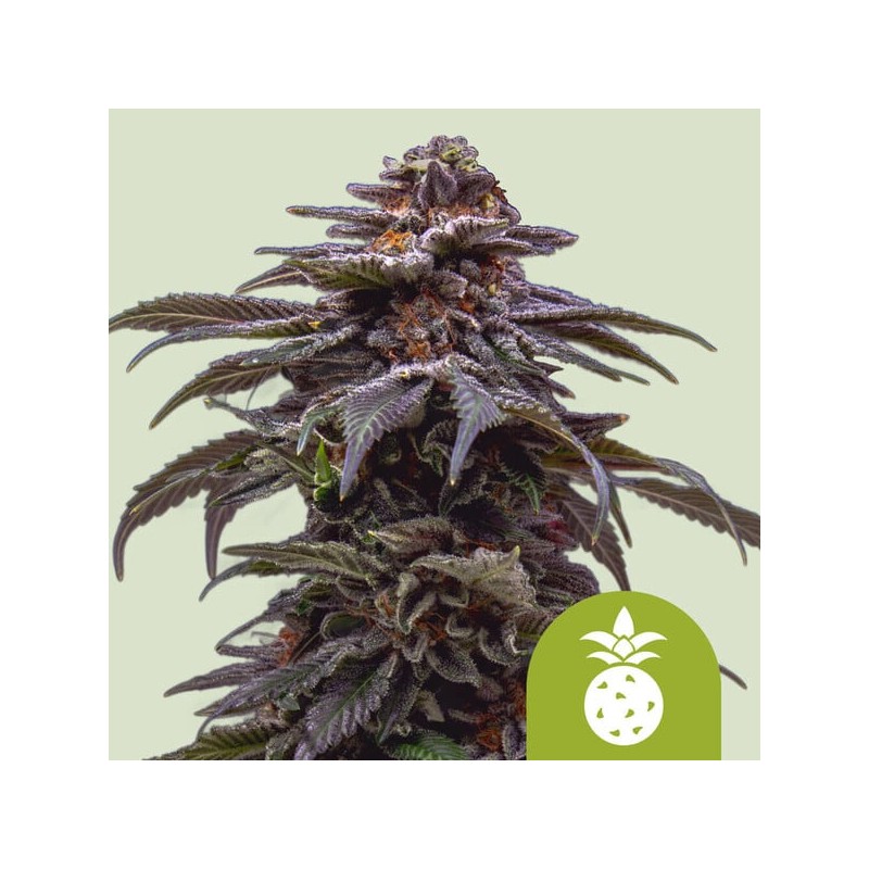 TROPICANA COOKIES PURPLE AUTO · Royal Queen Seeds · semillas de marihuana · AutoFem