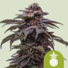 TROPICANA COOKIES PURPLE AUTO · Royal Queen Seeds · cannabis seeds · AutoFem