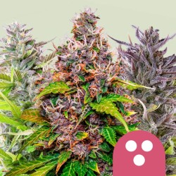 FEMINIZED MIX · Royal Queen Seeds · semillas de marihuana · Fem