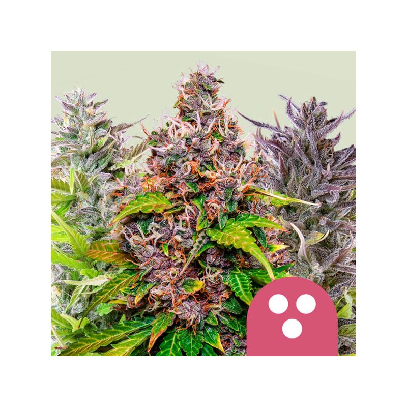 FEMINIZED MIX · Royal Queen Seeds · semillas de marihuana · Fem