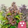 FEMINIZED MIX · Royal Queen Seeds · semi di canapa · Fem