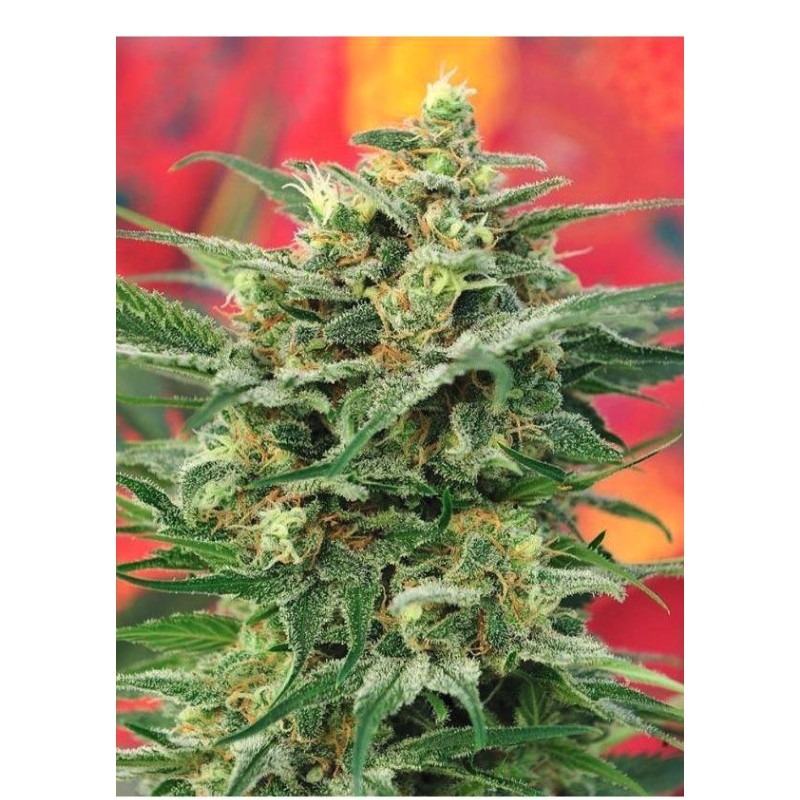 8 MILES HIGH · Mandala Seeds · semillas de marihuana · Reg