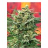 8 MILES HIGH · Mandala Seeds · semillas de marihuana · Reg