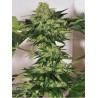 BEYOND THE BRAIN · Mandala Seeds · cannabis seeds - Reg