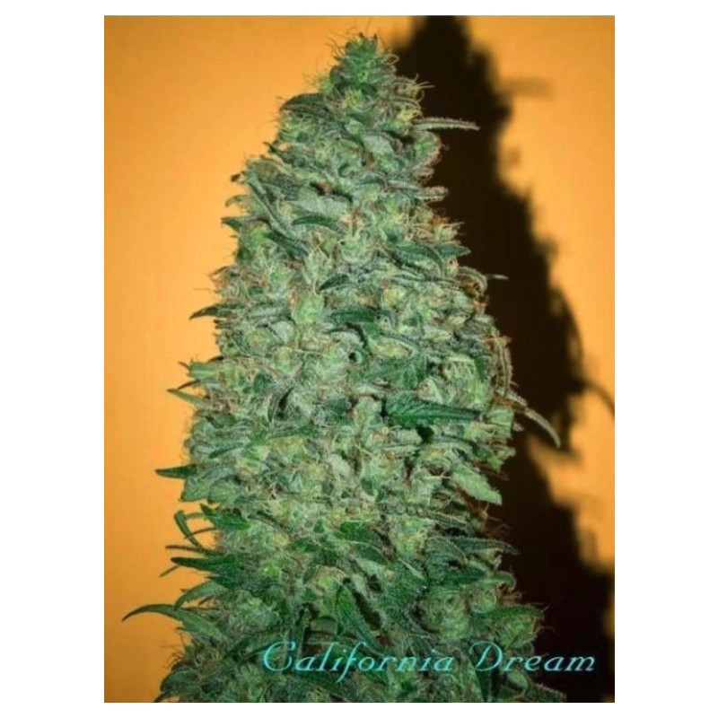 CALIFORNIA DREAM · cannabis seeds · Fem