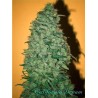 CALIFORNIA DREAM · semillas de marihuana · Fem