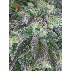 HASHBERRY · Mandala Seeds · semillas de marihuana - Reg