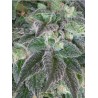 HASHBERRY · Mandala Seeds · semillas de marihuana - Reg