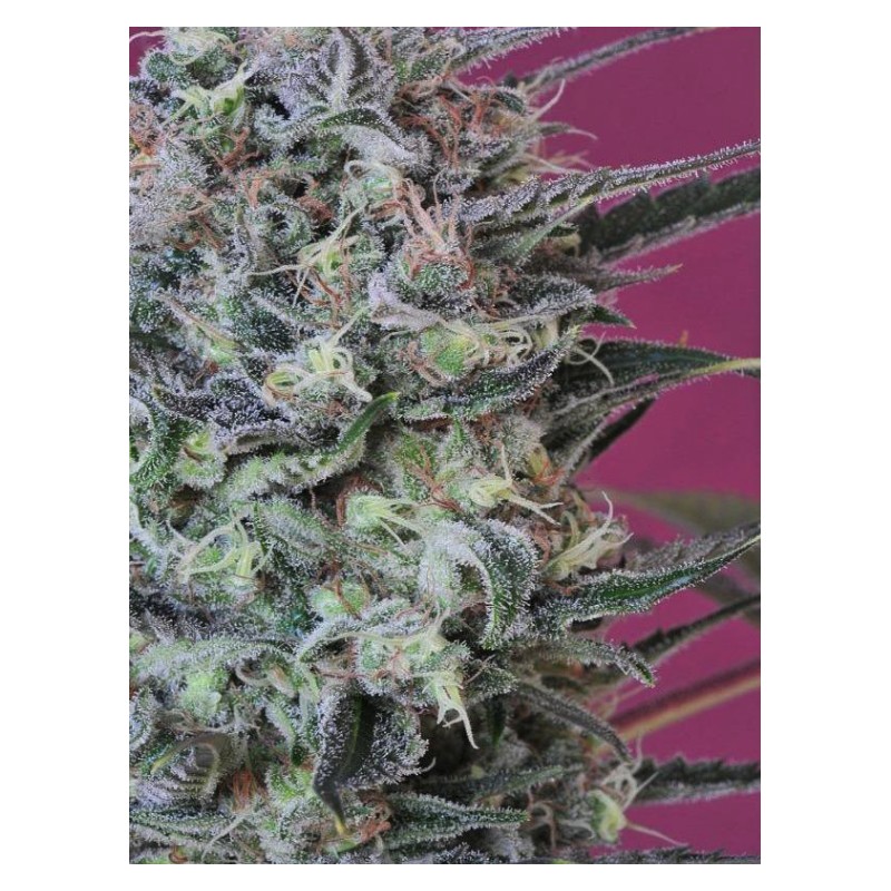 KRYSTALICA · Mandala Seeds · semillas de marihuana · Reg