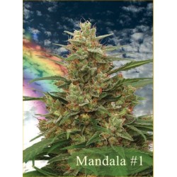 MANDALA I · semillas de...