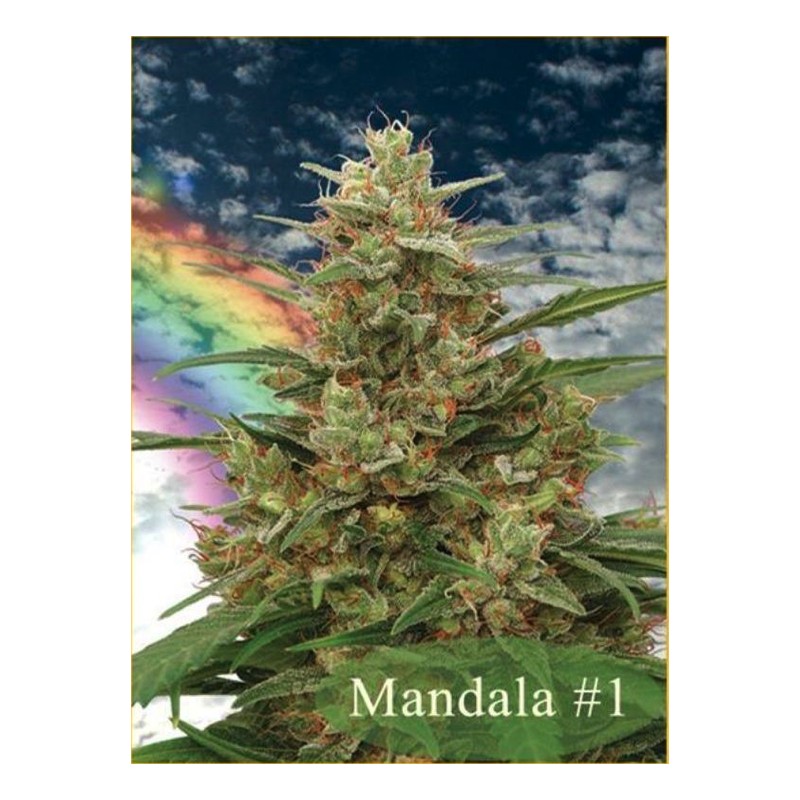 MANDALA I · semillas de marihuana · Reg