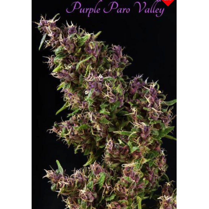 PURPLE PARO VALLEY · Mandala Seeds · semillas de marihuana · Fem