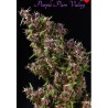 PURPLE PARO VALLEY · Mandala Seeds · semillas de marihuana · Fem