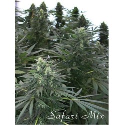 SAFARI MIX · semillas de...