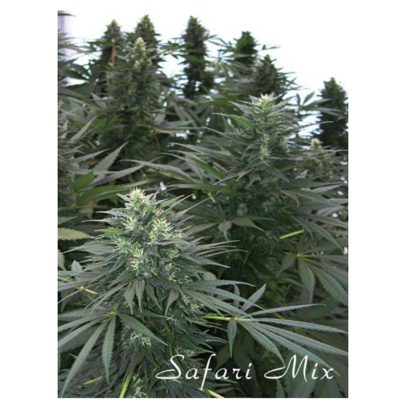 SAFARI MIX · semillas de marihuana · Reg