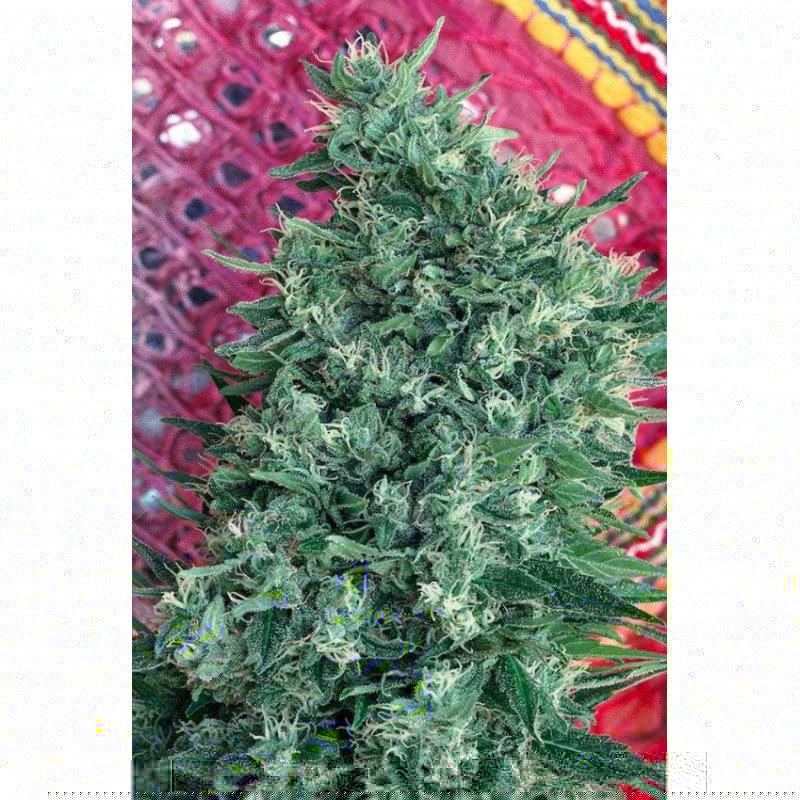 SATORI · Mandala Seeds · semillas de marihuana · Reg