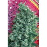 SATORI · Mandala Seeds · semillas de marihuana · Reg