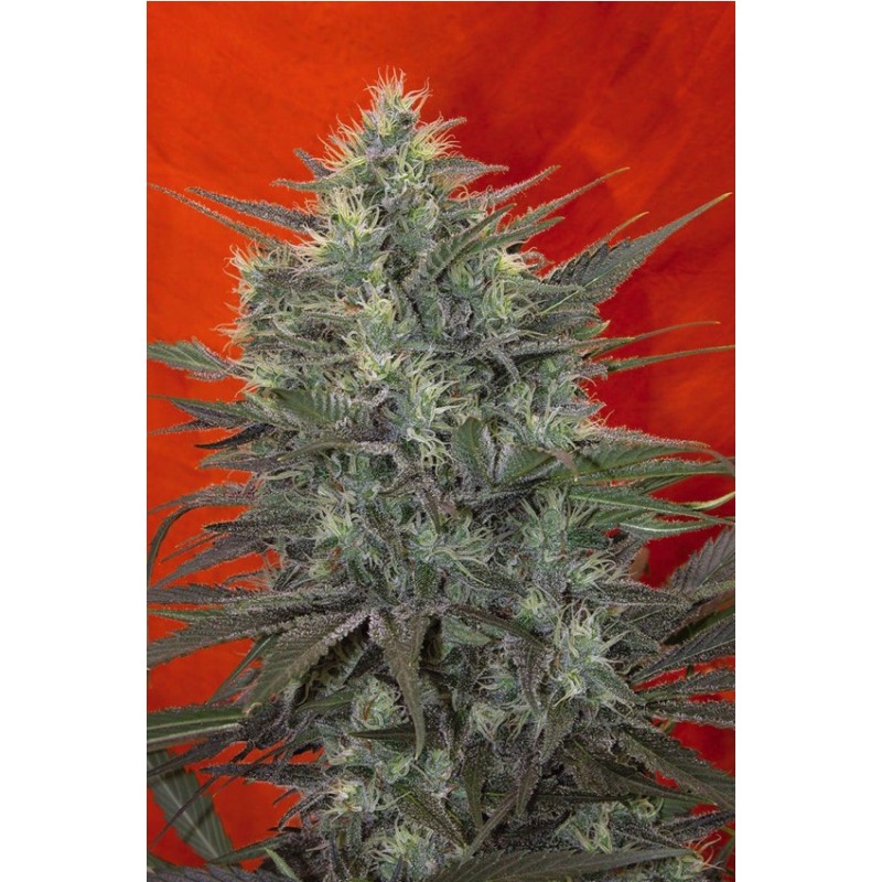 SATORI · Mandala Seeds · semillas de marihuana · Fem