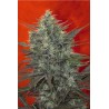 SATORI · Mandala Seeds · semi di canapa · Fem