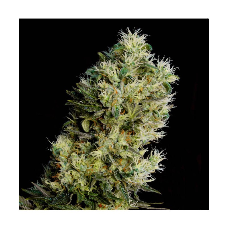 AMNESIA BILBO AUTO · Genehtik · semillas de marihuana · Auto Fem