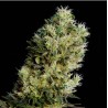 AMNESIA BILBO AUTO · Genehtik · semillas de marihuana · Auto Fem
