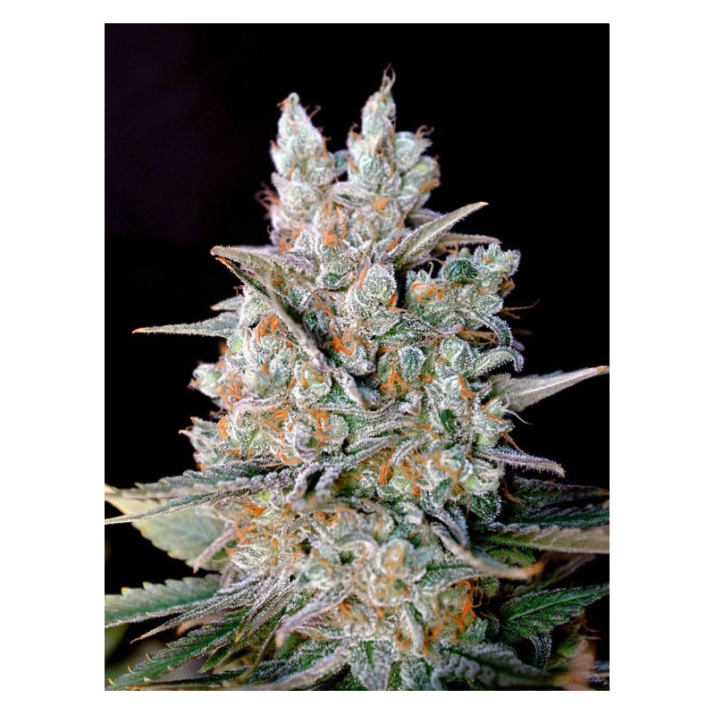 AUTO KRITIKAL BILBO · Genehtik · semillas de marihuana · Auto Fem