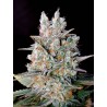 AUTO KRITIKAL BILBO · Genehtik · semillas de marihuana · Auto Fem